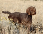 HOLLY
